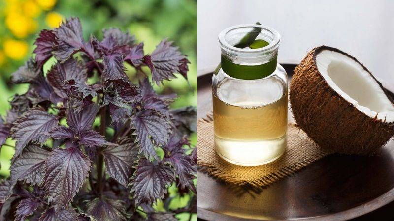 cách làm trắng da mặt từ lá tía tô