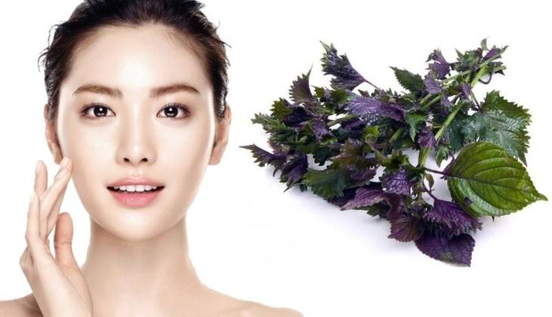 tác dụng của lá tía tô